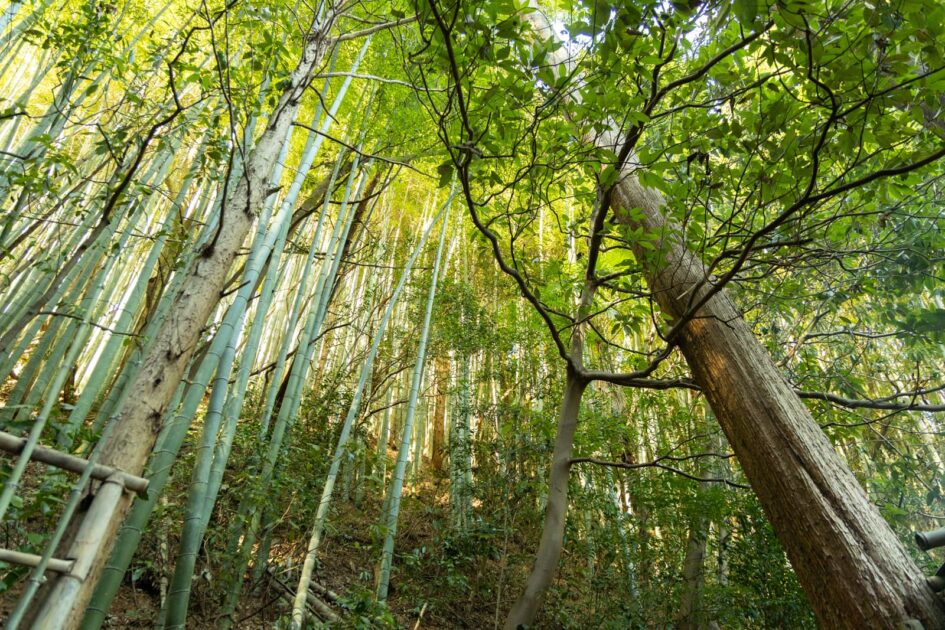穂谷の竹林